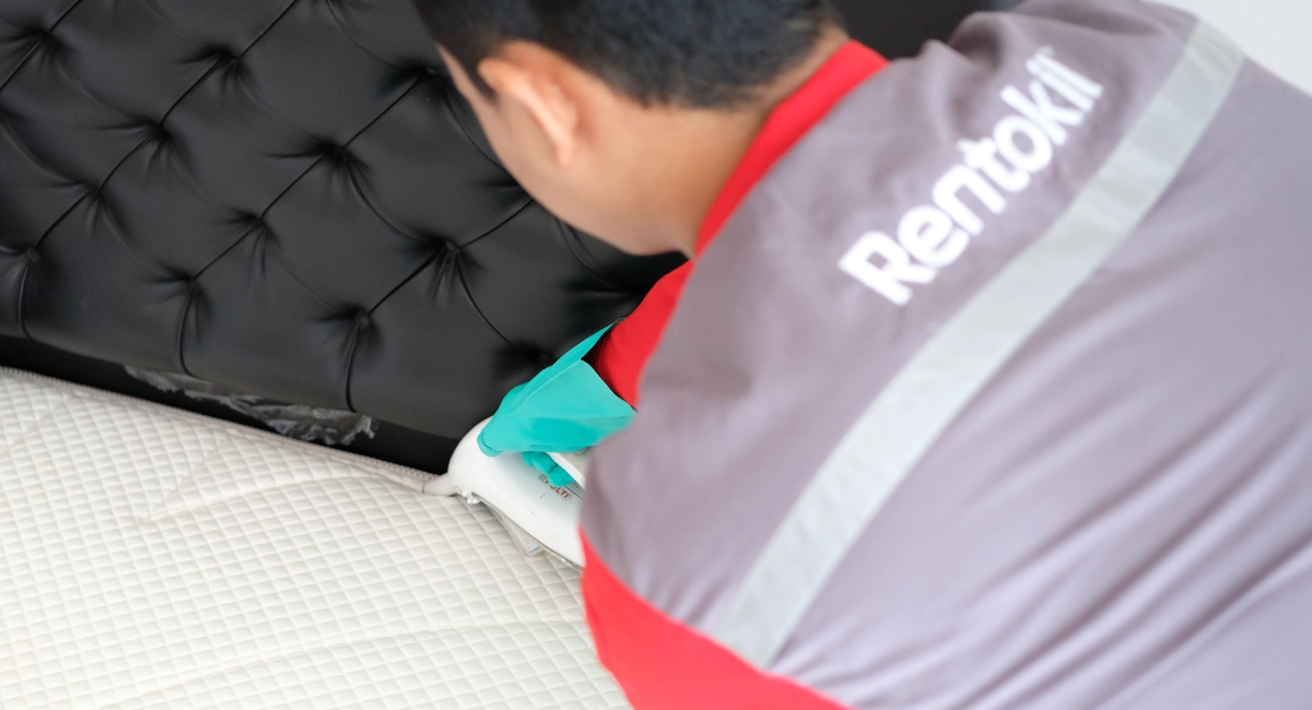 bed bug treatment