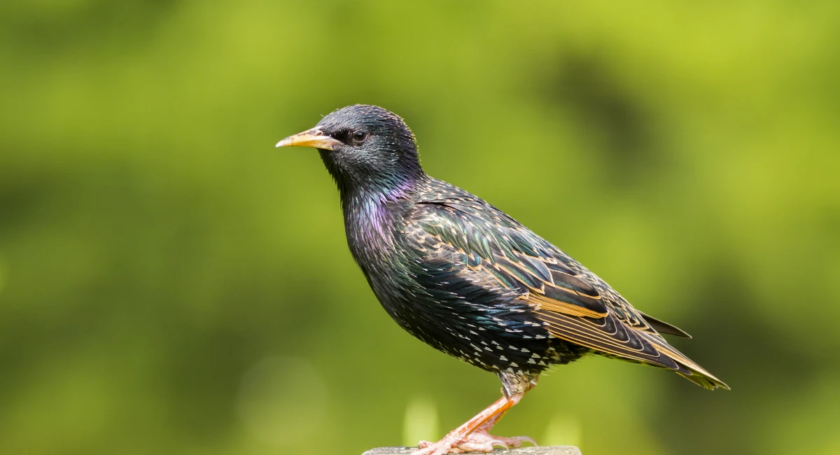 corbeau freu