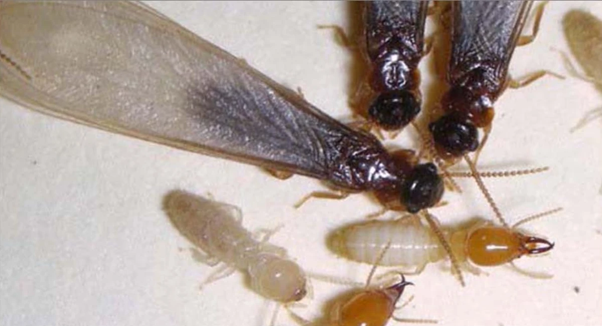 flying termite