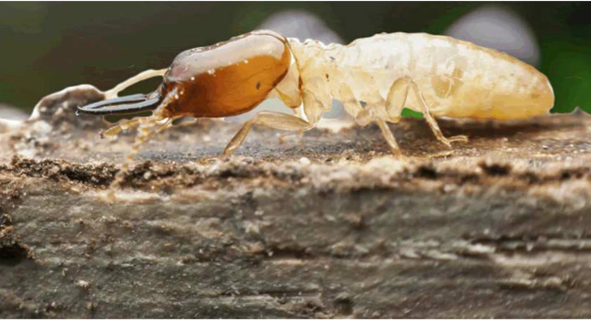 Termites-moving-around-on-wood