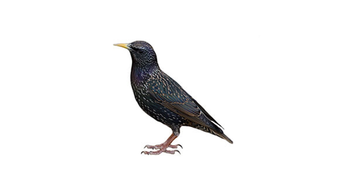 Bird Starling