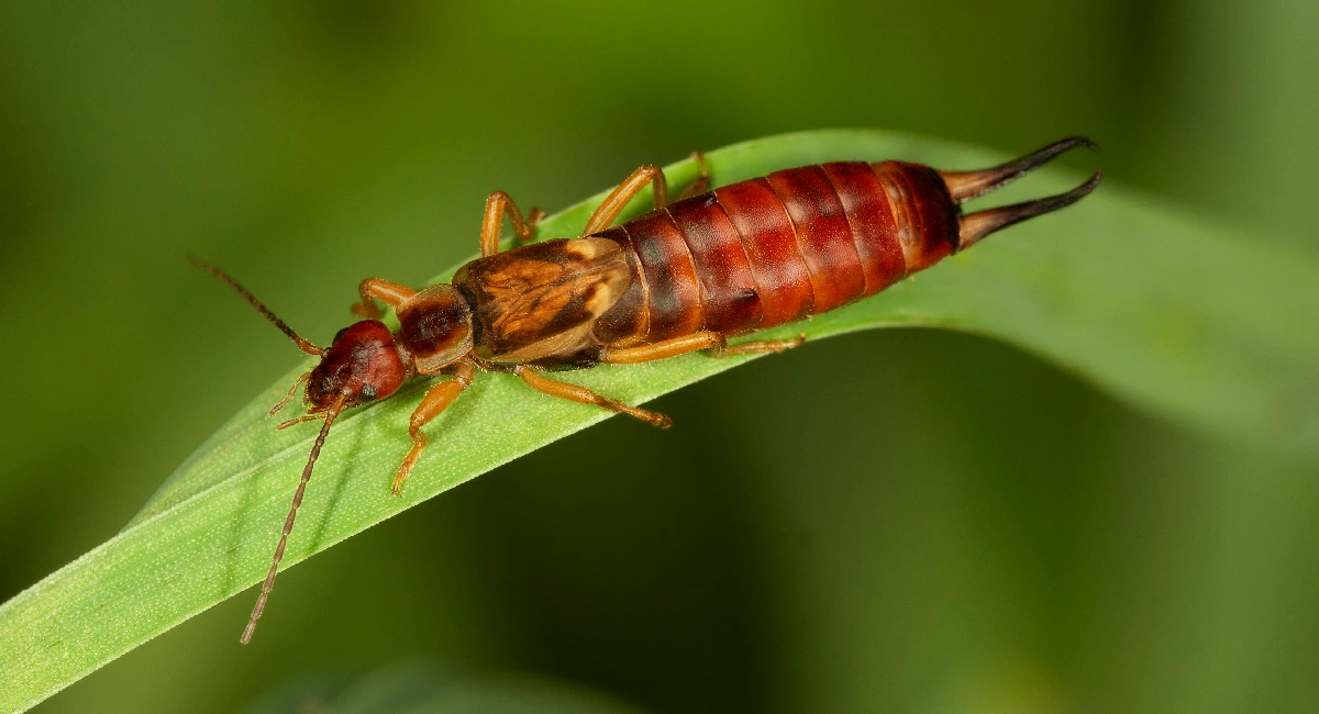 Gefleckter Pelzkäfer