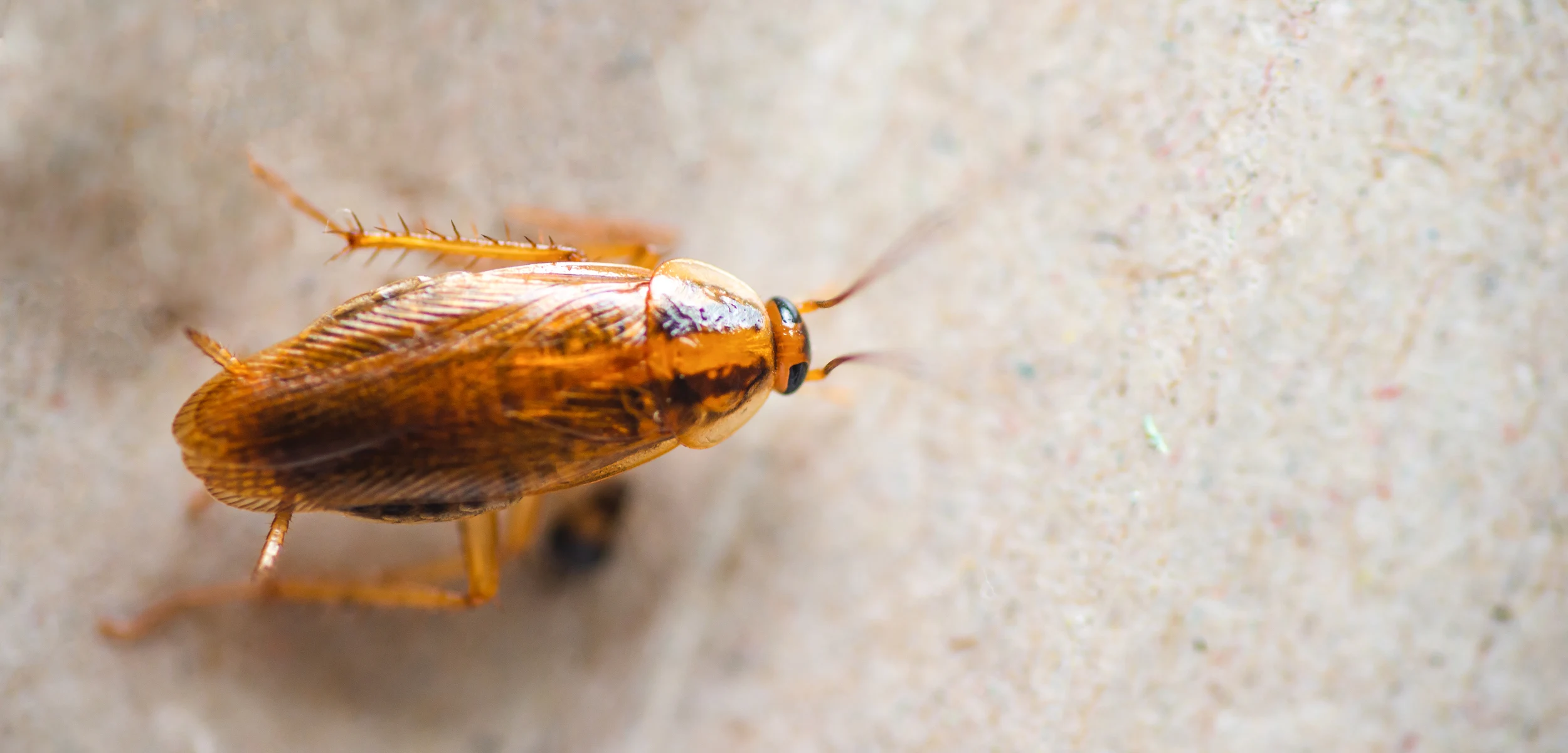 Greenhouse cockroach
