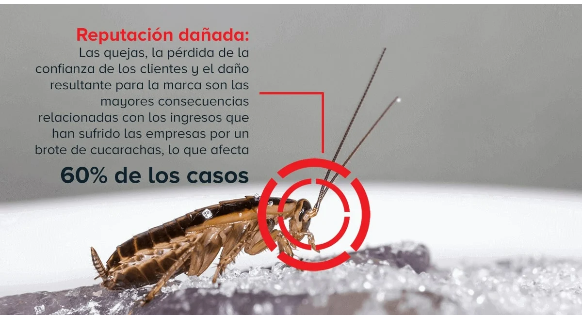 Cómo mantener a raya a las cucarachas