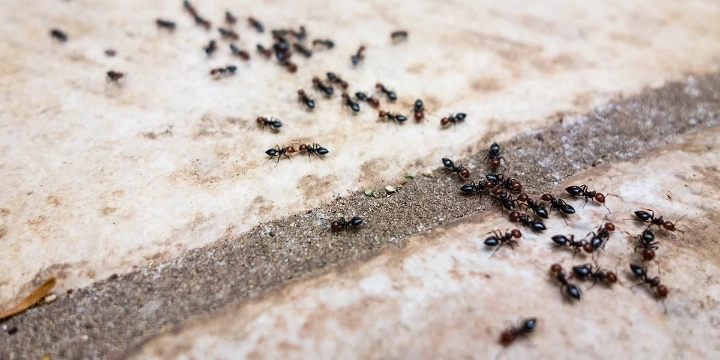 Ant traveling