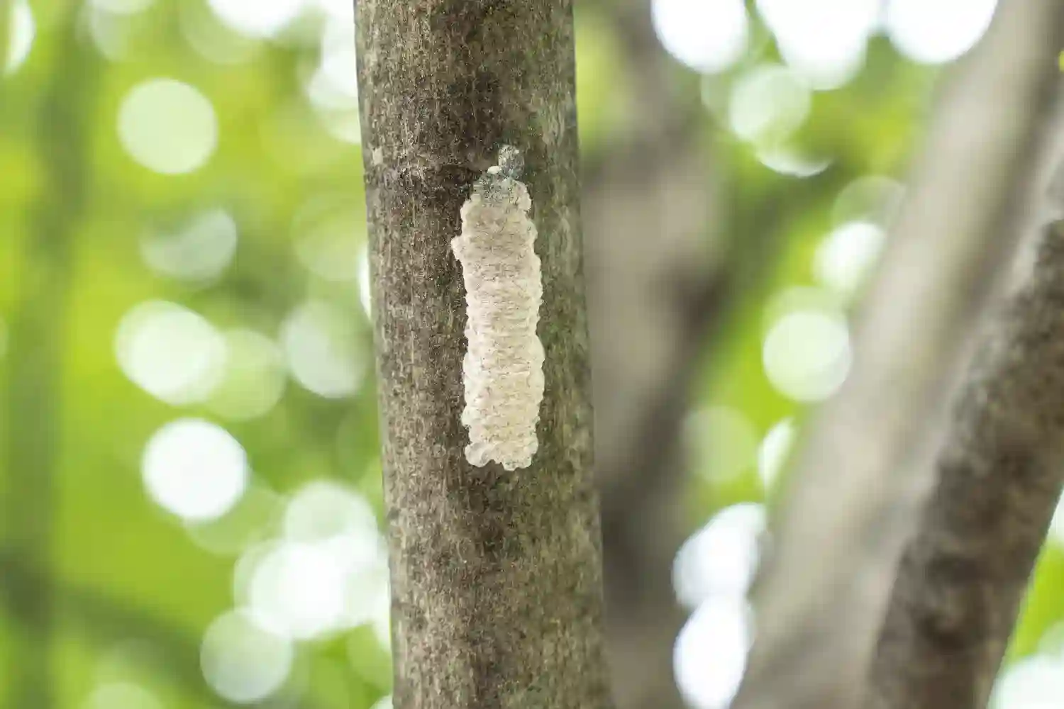 spotted lanternfly egg mass