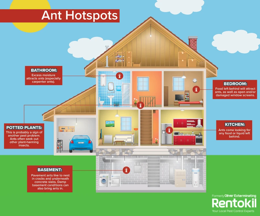 How Do Ant Infestations Start