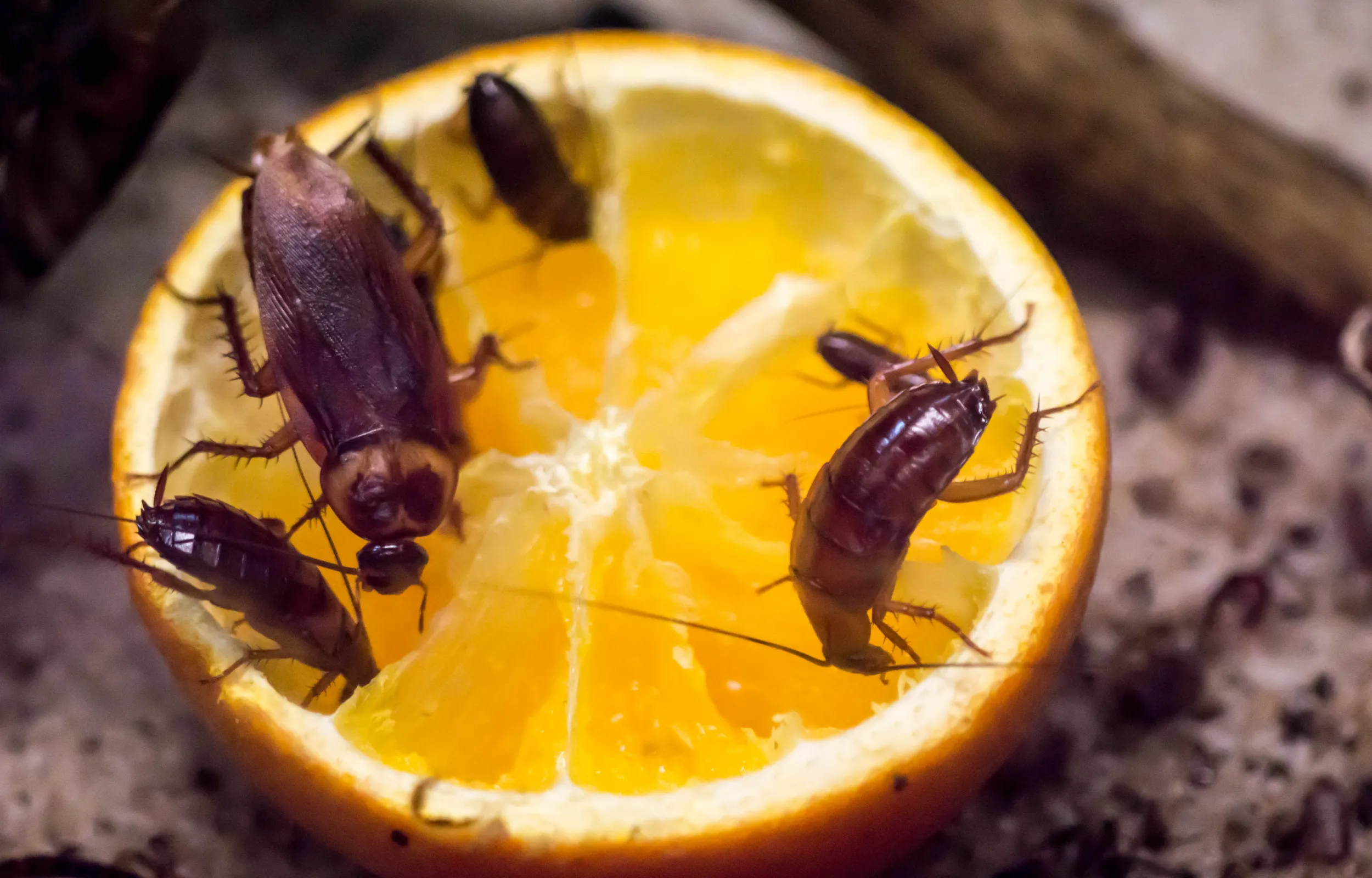cucaracha