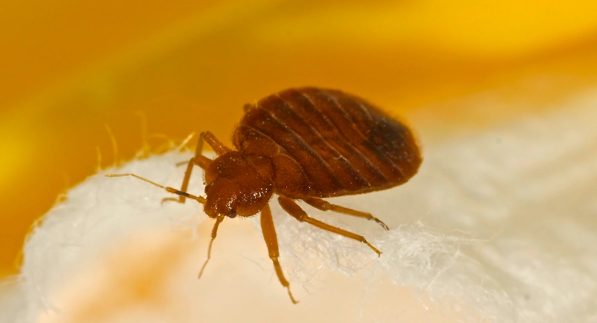 Percevejo de cama (bed bug)