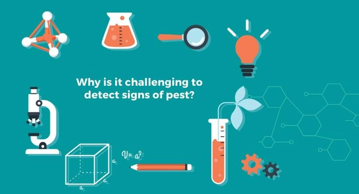 Debugged Blog Find Out The 5 Uncommon Pests In Homes Why It Is Hard To Detect Pests