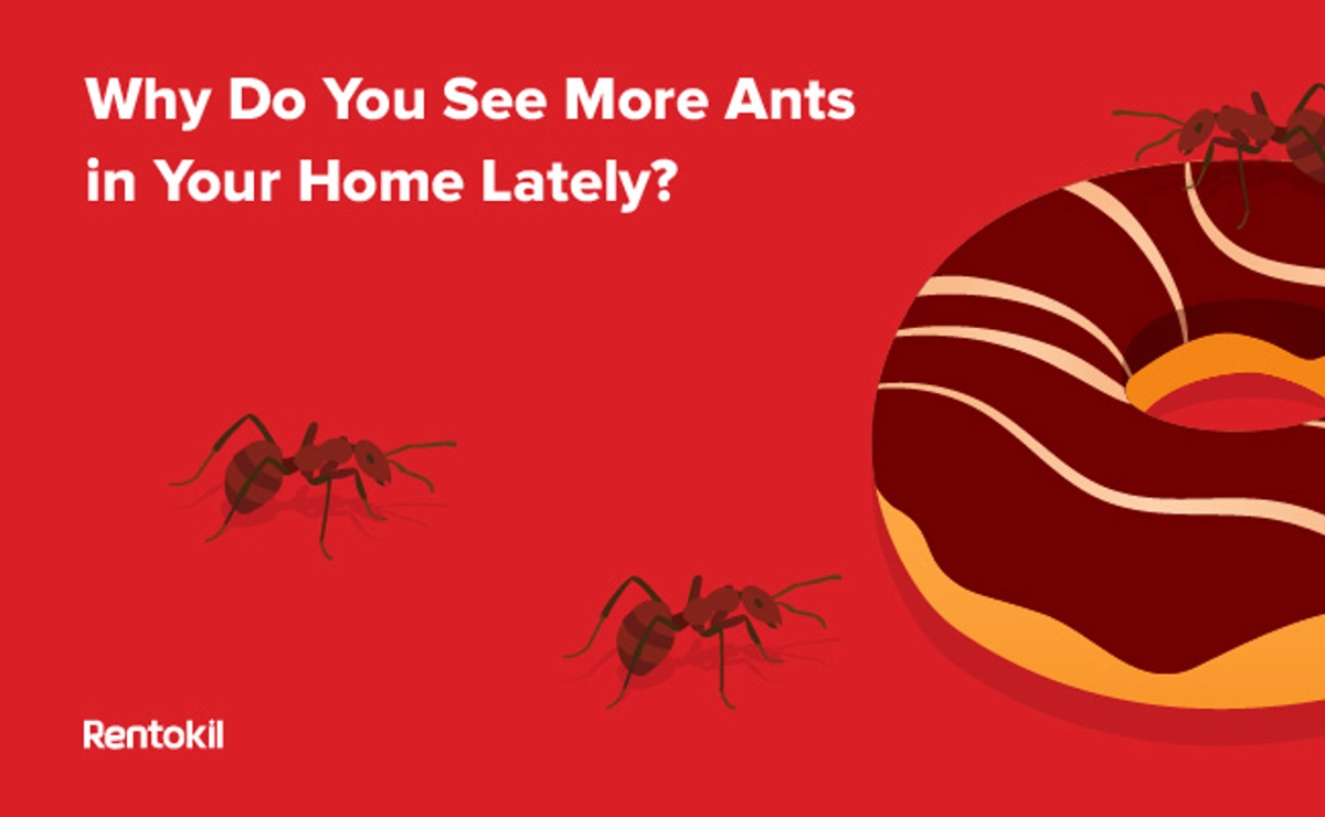 why do you see more ants in your home lately