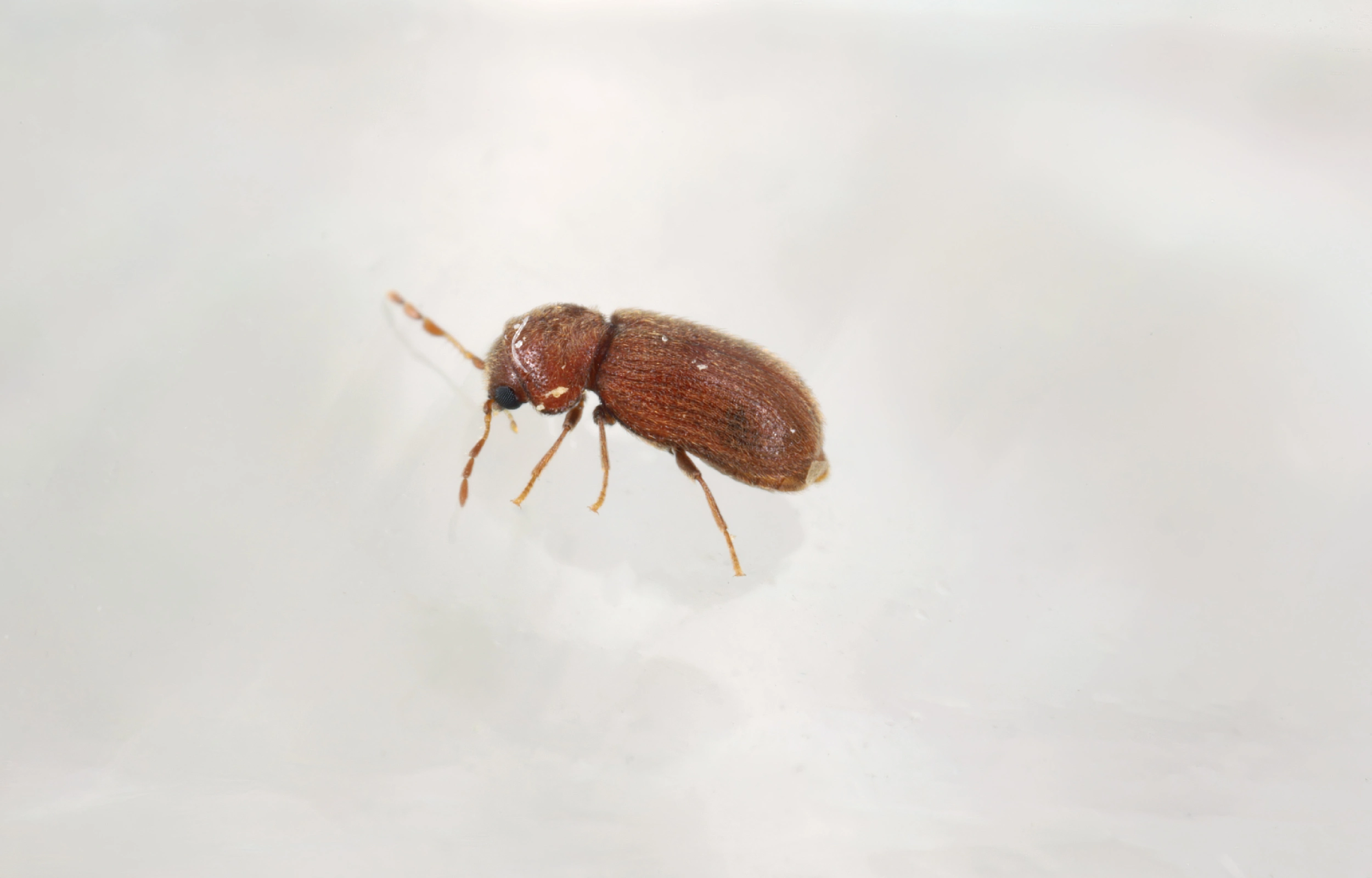 Drugstore beetle