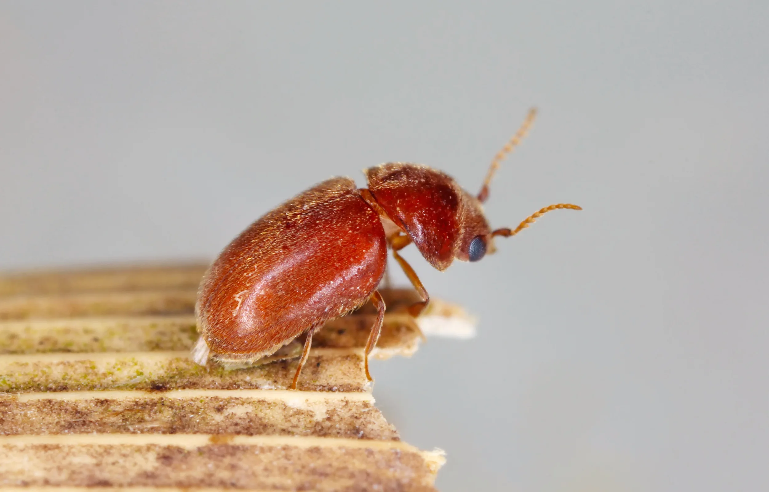 Tobacco beetle