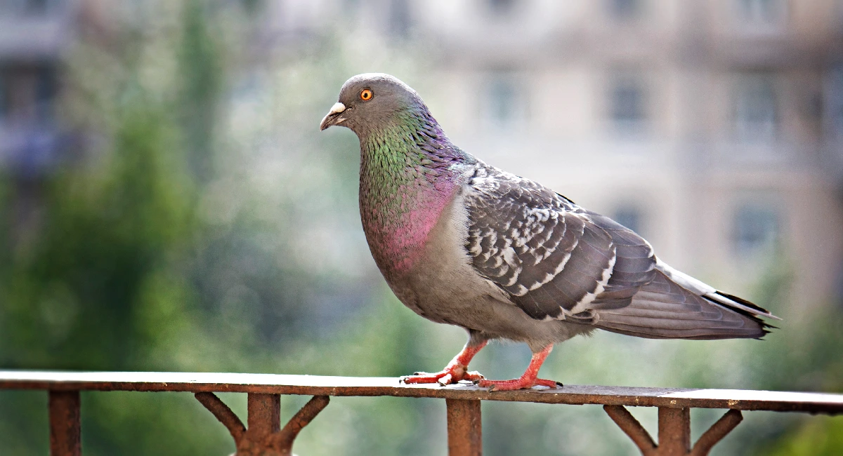 aves y daños en infraestructuras
