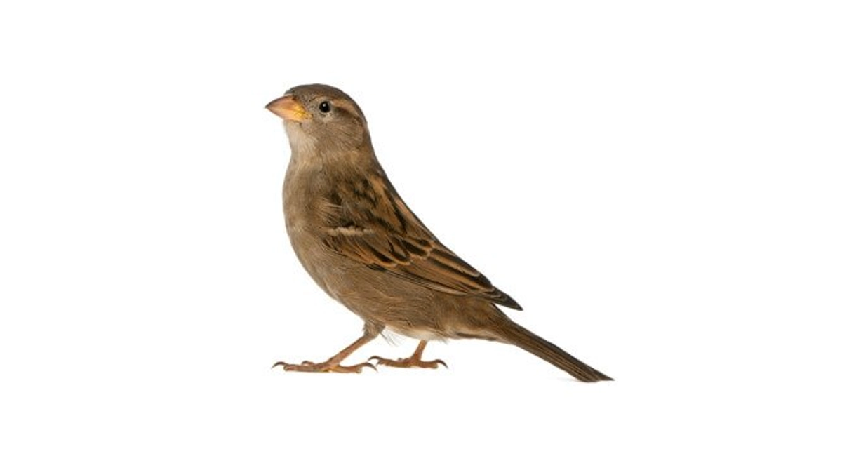 Bird Sparrow