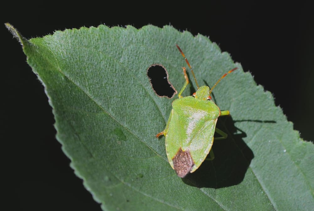 cimice-verde