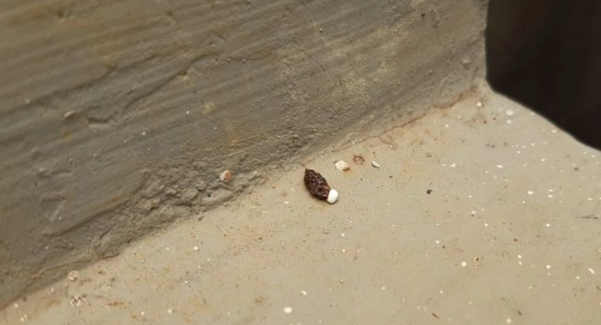 Lizard Droppings.