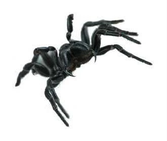 Mouse Spider