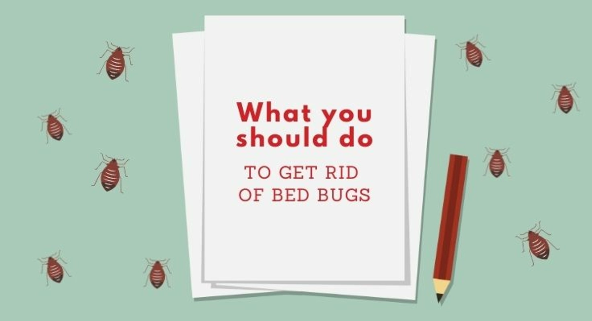 Debugged Blog Do's And Dont's Dealing With Bedbugs How To Get Rid of BedBugs