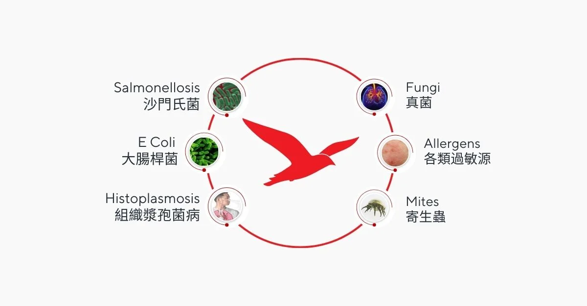 Gathering of birds can spread many diseases
