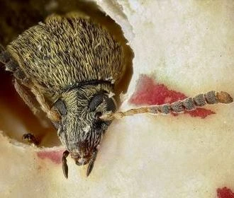 Four spotted bean weevil (Bruchus quadrimaculatus)