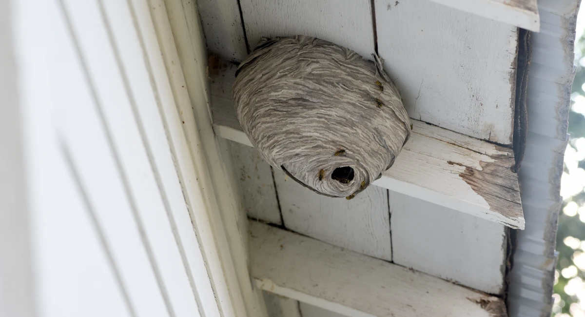Hornissennest erkennen