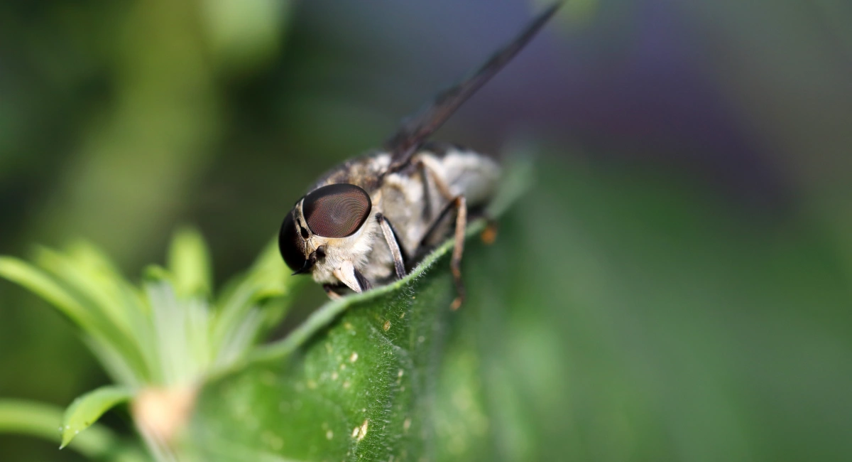 Mutuca (Tabanidae)