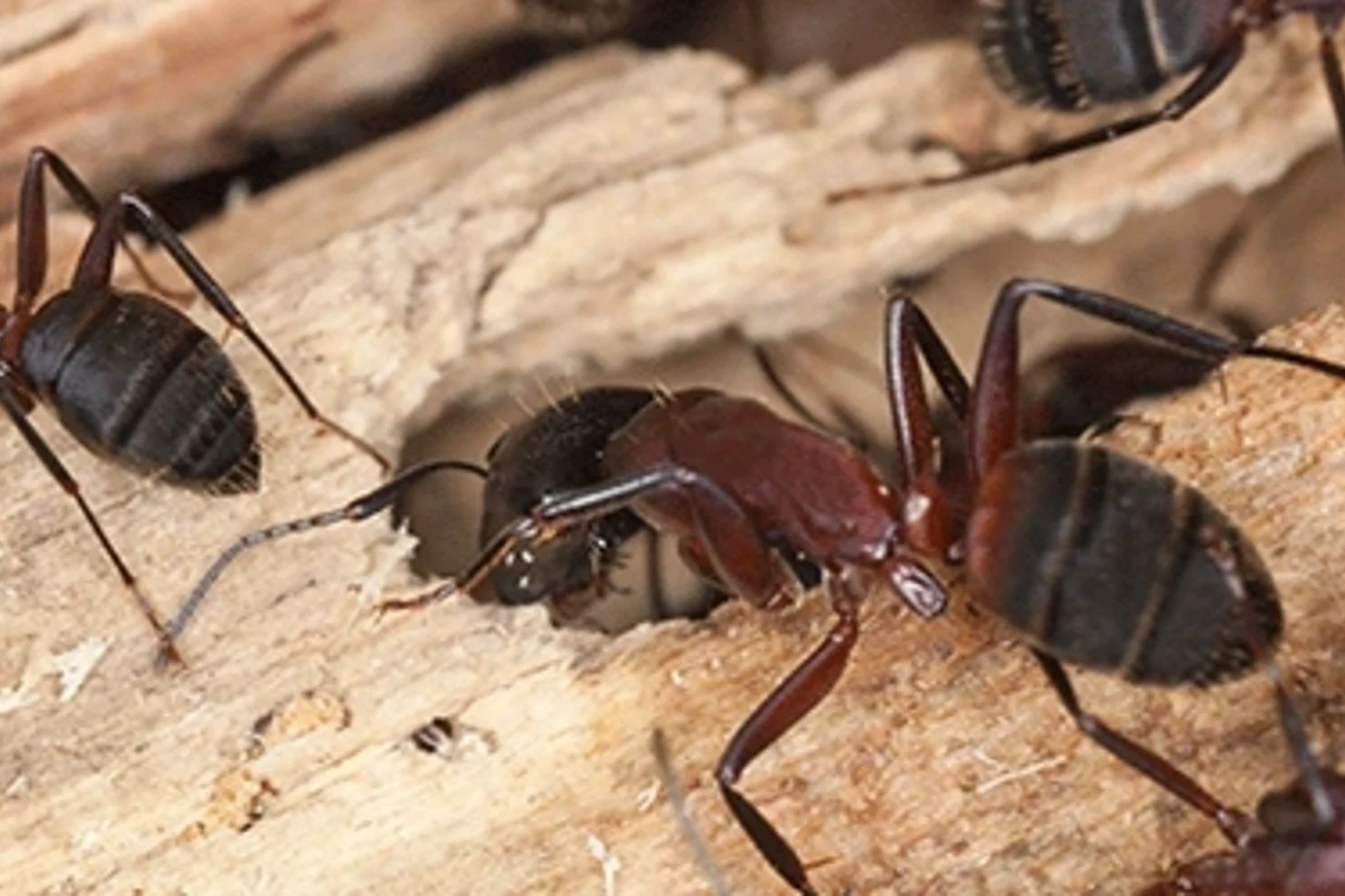 Ants