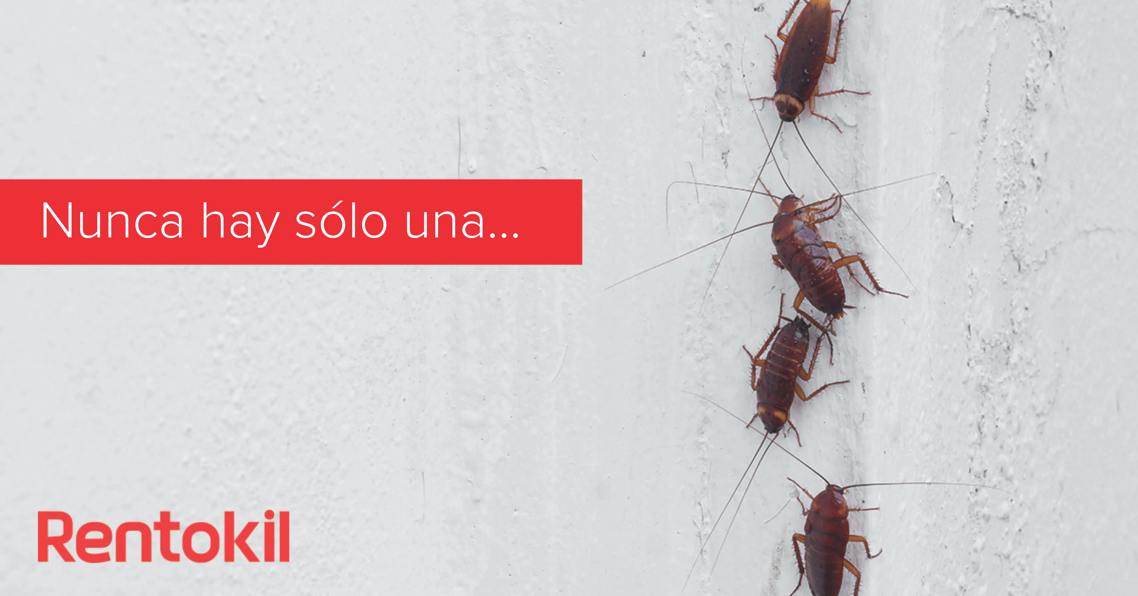 nunca hay solo una cucaracha...