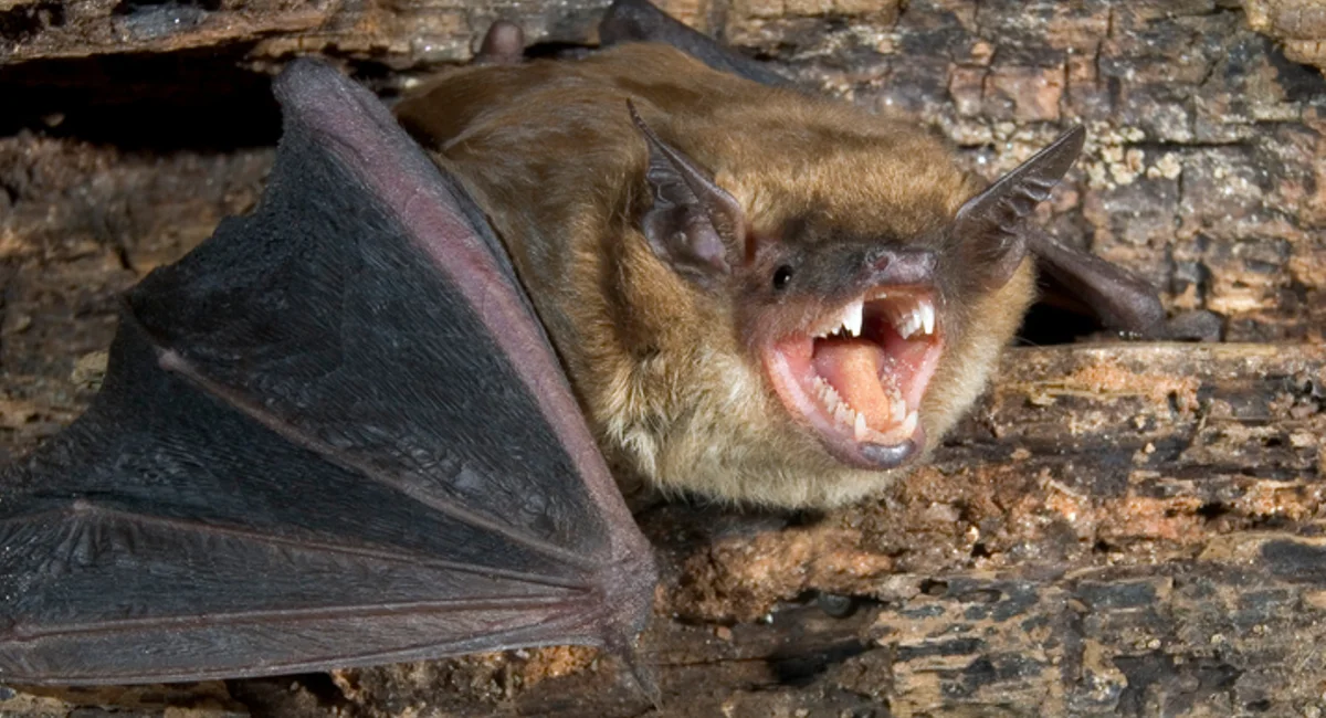 bats