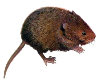 field mouse