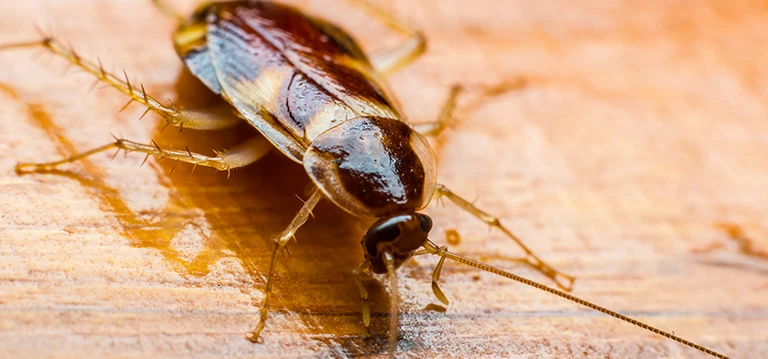 cockroach