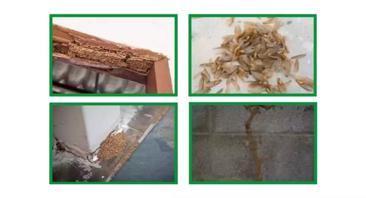 termite prefers humid areas