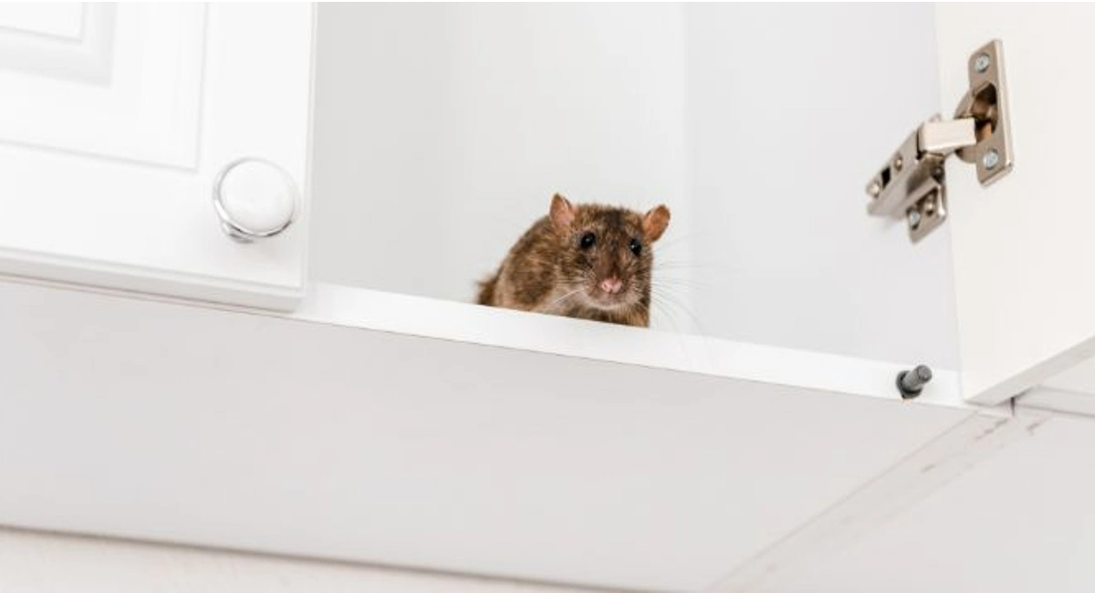 Maus