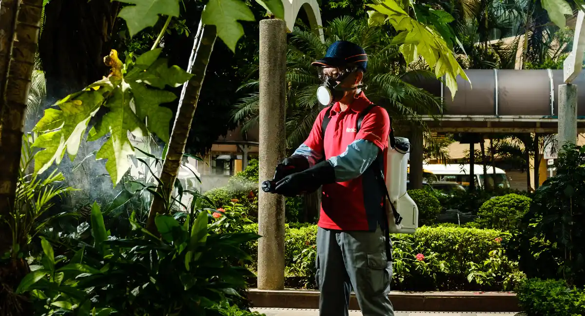 Mosquito Treatment Asia