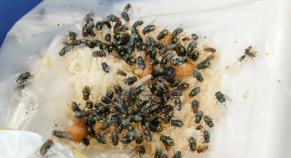 Picture of green bottle fly on food garbage
