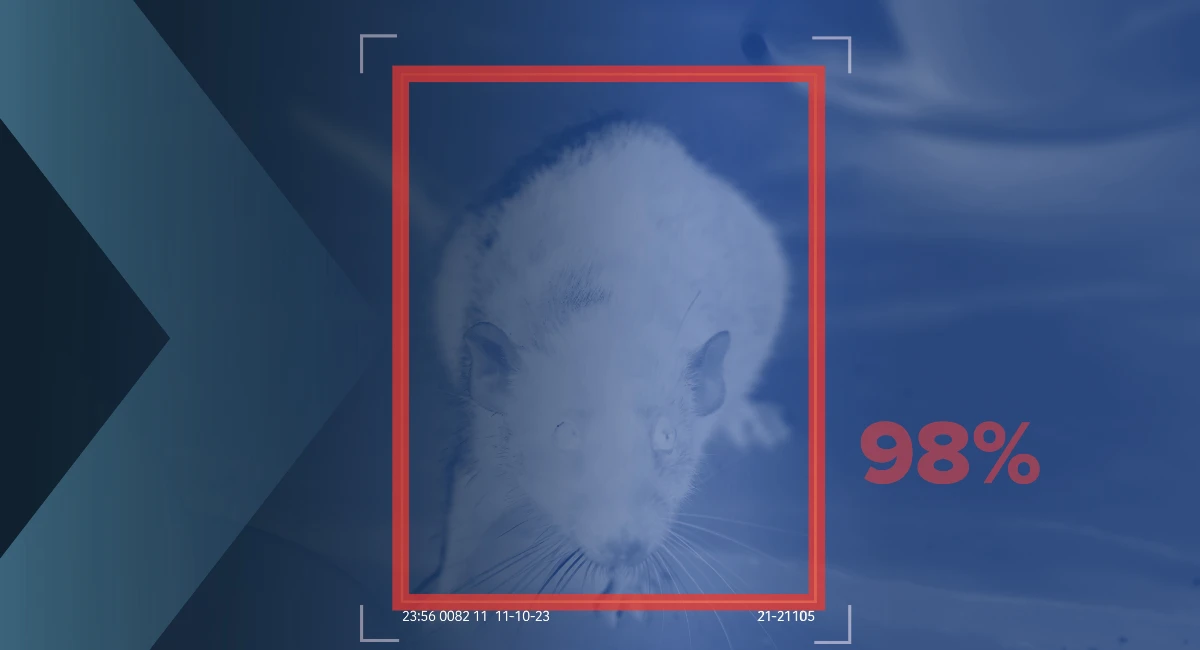 Rat on camera