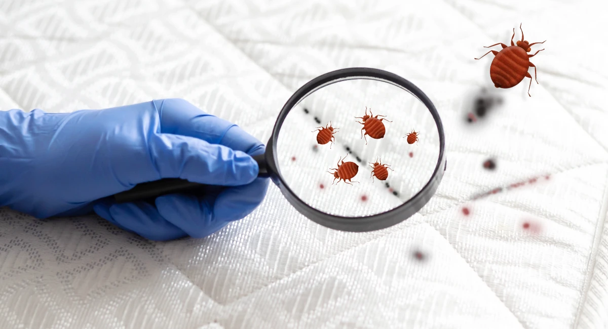 Localiser une infestation de punaises de lit