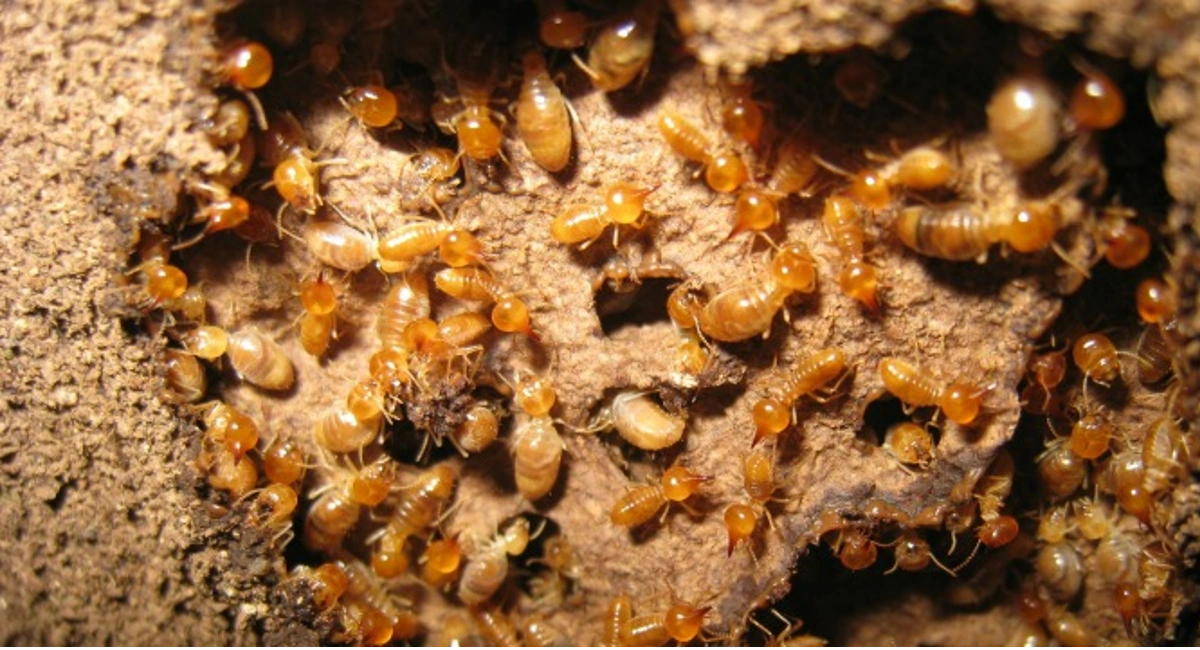 Photos of subterranean termites