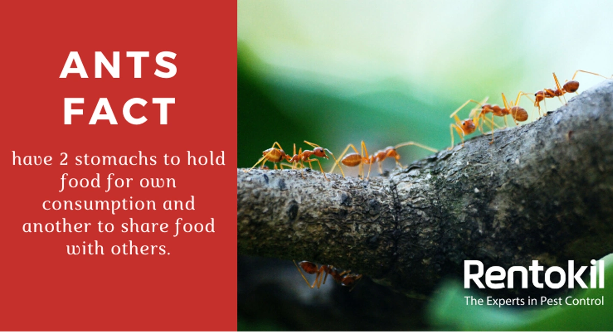 Interesting facts about ants