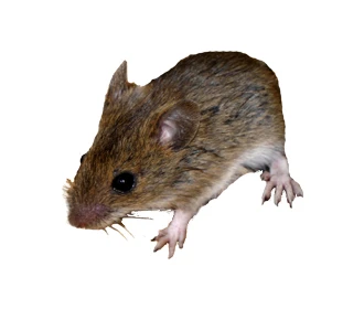 Mouse Apodemus Flavicollis