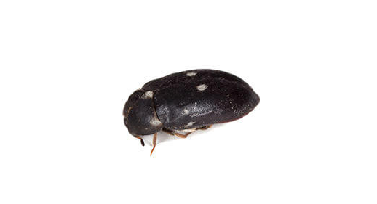 Attagenus pellio