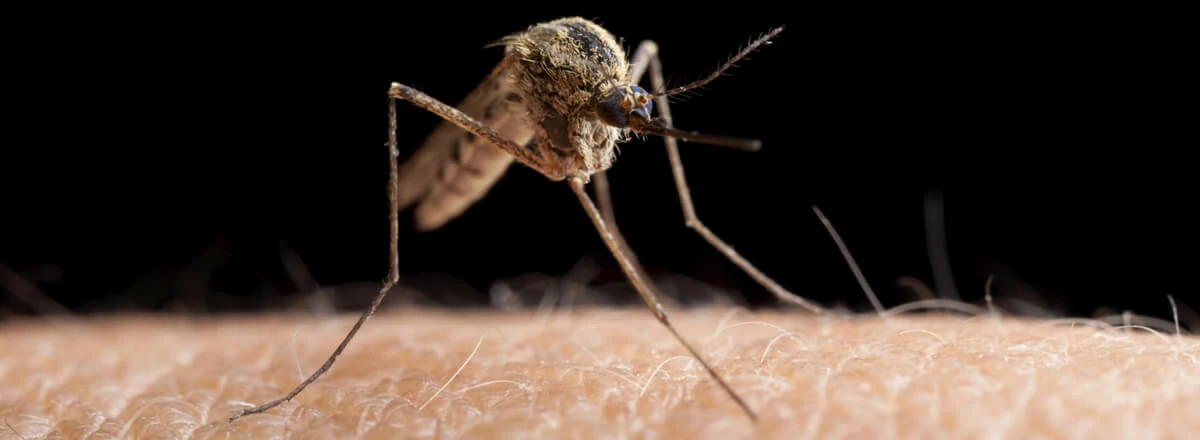 Mosquito Biting Skin