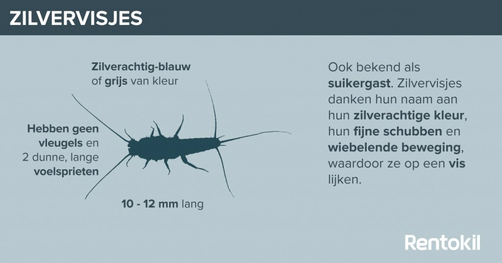 Wat zijn zilvervisjes?
