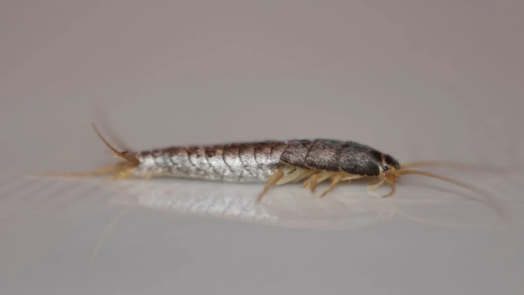 Silverfish