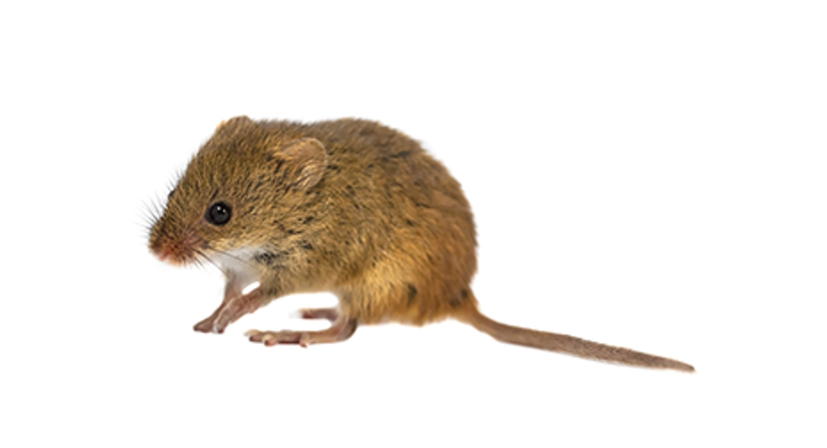 harvest-mouse