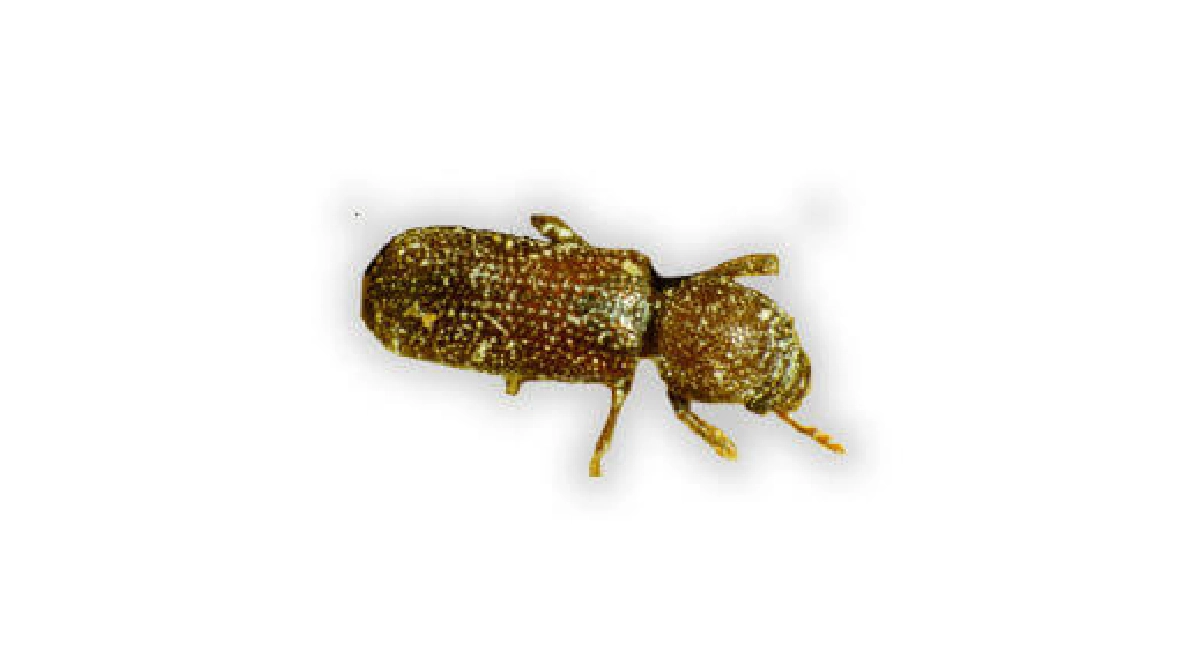 Beetle Rhyzopertha Dominica