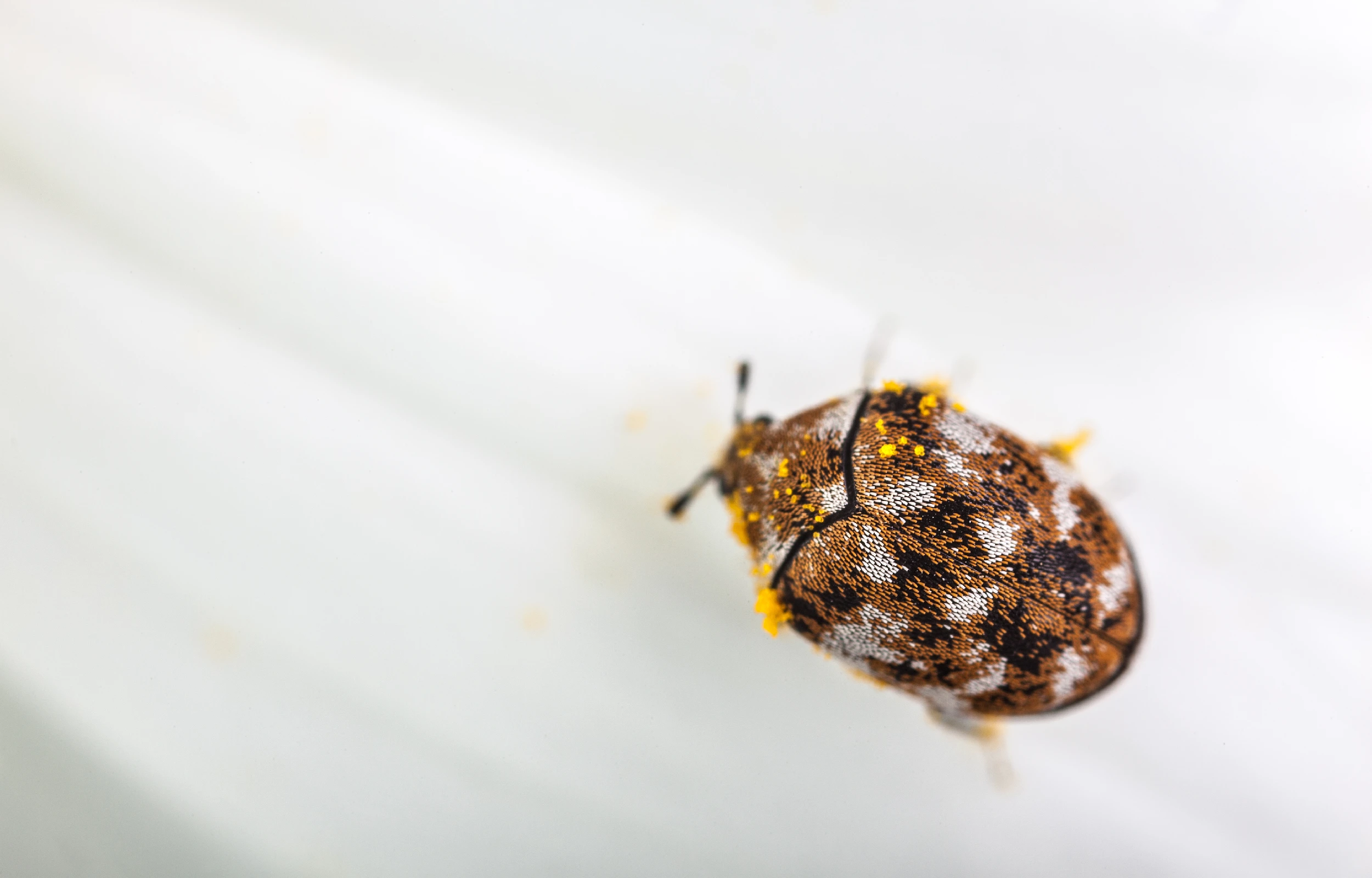 Carpet Beetle