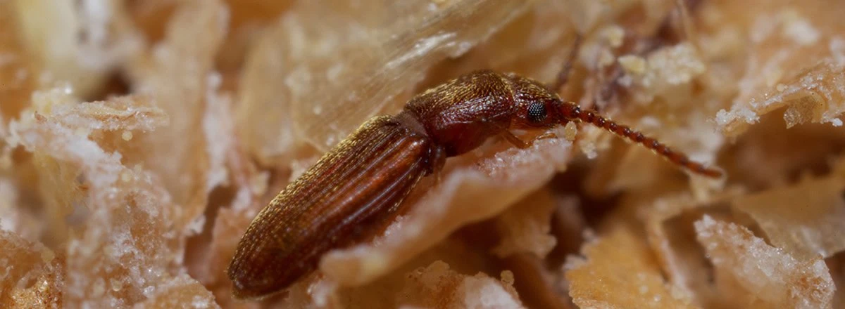 Flat Grain Beetles