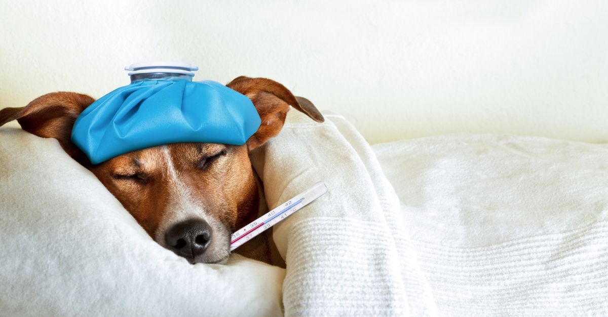 pest borne diseases affecting pets